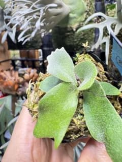 willinckii Fly ドワーフ確定 ④ - メルカリ