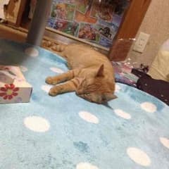 もっさり様専用のサムネイル