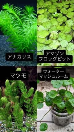 大好評水草 4種セット!6月17日から555円に値上げしますのサムネイル