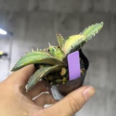 アガベ白鯨錦斑入り抜き苗発送 - メルカリ