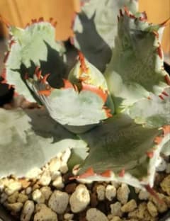 プリンセスクラウン アガベ イシスメンシス 連刺 子株 - メルカリ