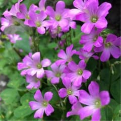 モモンガさま☆確認用のサムネイル