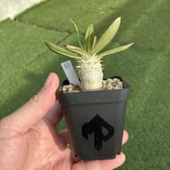 パキポディウム ホロンベンセ 実生 42 塊根植物 コーデックスのサムネイル