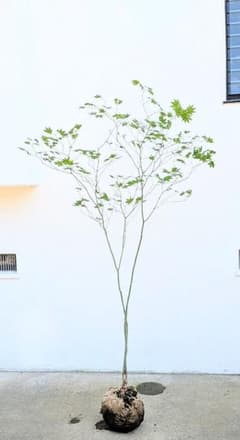 清涼壮観。山採りコハウチワカエデ。 - メルカリ
