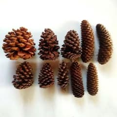 松ぼっくり 大王松 ドイツトウヒ リース スワッグ しめ飾り