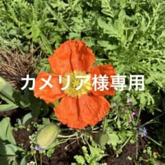 ガラスフュージング  ヴォーグ　ストリンガー　カラーもあり３セットのサムネイル