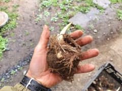 【特大玉】里芋の種芋 30個のサムネイル