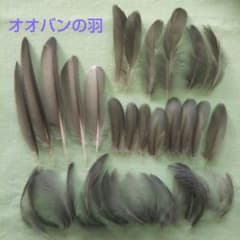 鳥の羽根 オオバンの羽 複数枚のサムネイル