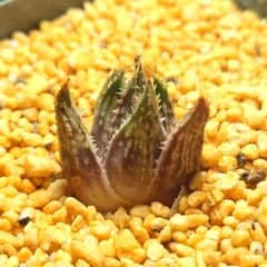 多肉植物 ハオルチア 暗黒竜 947 - メルカリ