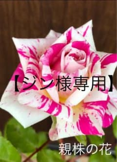 【ジン様専用】バラ苗 ピンク×白のしぼり　2年生苗のサムネイル