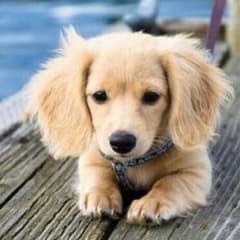 どくろっくまん様専用。のサムネイル