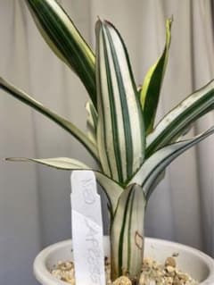 珍品Neoregelia 'Caprese' ネオレゲリア'カプレーゼ' リサ作 珍品Neoregelia 'Caprese' ネオレゲリア'カプレーゼ' リサ作 - メルカリ