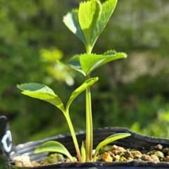 クリスマスローズ発芽苗 7.5㎝ポット抜き苗 - メルカリ