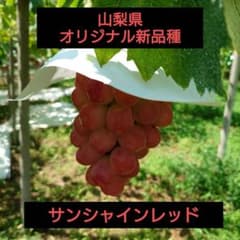 さ*ん様 山梨県産 サンシャインレッド 粒 1kg〜のサムネイル