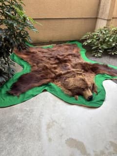【punky綾さん専用です】ヒグマ　毛皮　熊　剥製 punky綾さん専用です】ヒグマ 毛皮 熊 剥製 - メルカリ