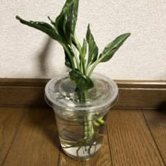 テルノシャングリラ　緑の三角帽子のサムネイル