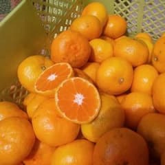 ⑤♥リピ続出♥完熟♥みかん５キロ マルチ栽培のサムネイル