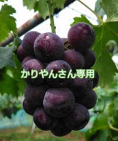 岡山県産ピオーネのサムネイル