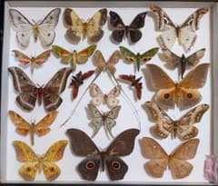 イザベラミズアオ+アフリカの蛾 標本箱付き 説明欄必読 - メルカリ