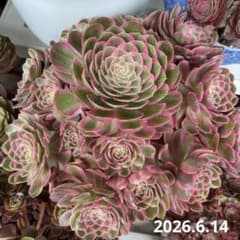 多肉植物 アエオニウム 孔雀の羽 抜き苗 - メルカリ