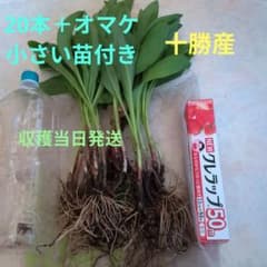北海道産　行者ニンニク　アイヌネギ　根付き　小さな苗　200本前後 行者ニンニク アイヌネギ 北海道十勝産 大きい苗20本＋オマケ小さい苗
