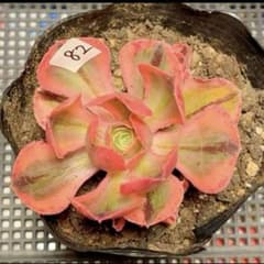 82#観葉植物ア工オニウム錦❤️レッド富士❤️青花瓷❤️1大頭2小頭