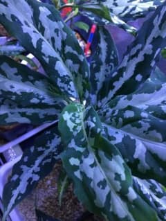 Aglaonemapictum アグラオネマピクタム La便 0816-03j - メルカリ