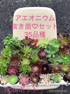 アエオニウム 35品種♡抜き苗セット(メルカリ便) - メルカリ