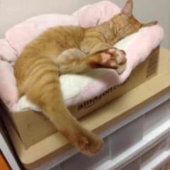 レゲエのCDバラ売り値下げ中さん専用！のサムネイル
