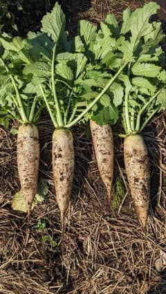 訳あり大根　10kg　千葉県産のサムネイル