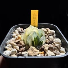 ハオルチア《北極の光錦》7（微発根） - メルカリ