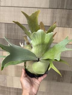 P.willnckii Yellow Moon sporeのサムネイル