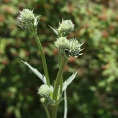 原種　エリンジウム　ユッキホリウム種　50粒以上のサムネイル