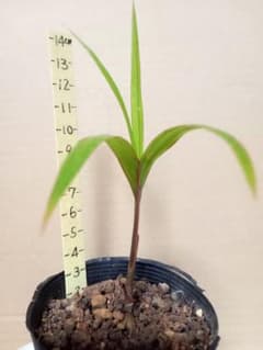 トックリヤシ実生苗のサムネイル
