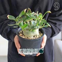 現品】アデニウム・アラビカム モンスター 5号 黒鉢（9） - メルカリ