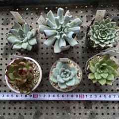 多肉植物 抜き苗 6種セット - メルカリ