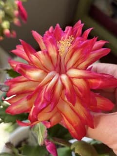 多肉植物 シャコバサボテン AN083 (葉挿し用.根が無し) - メルカリ