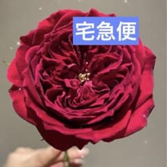 バラ苗(22)四季咲き 超強健 レア切花 耐病性に優れ 初心者向け 長花