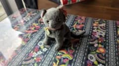 Ty 비니 베이 비즈 가필드 고양이 봉제 인형 Arlene