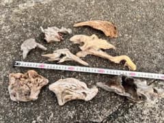 天然流木 レイアウト用品 自然な形状 8点セット 爬虫類、両生類レイアウトのサムネイル