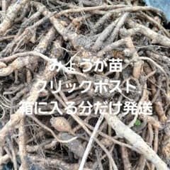 みょうが苗 　農薬肥料不使用　クリックスポスト箱に入る分だけ発送のサムネイル