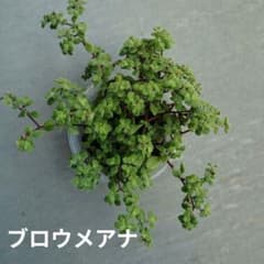 多肉植物５種のサムネイル