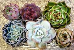 10　多肉植物カット苗詰め合わせのサムネイル