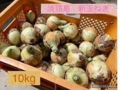 ＊少し訳あり＊　淡路島　新玉ねぎ 10kgのサムネイル