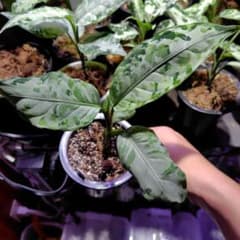 LA便 Aglaonema pictum　柳緑花紅のサムネイル