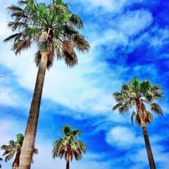 こはるさん専用のサムネイル