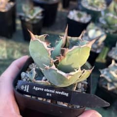 アガベ オテロイ　実生　コレクション株　鉢のまま　らくらくメルカリ便 アガベ オテロイ 実生 - メルカリ