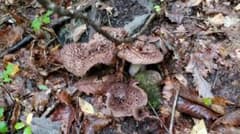 乾燥香茸のサムネイル