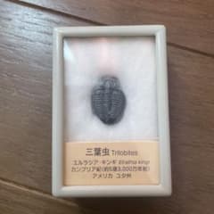 三葉虫　化石のサムネイル
