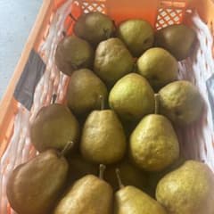 超訳あり　メロウリッチ　西洋梨　箱込み12kg 傷あり　4L Cứngのサムネイル